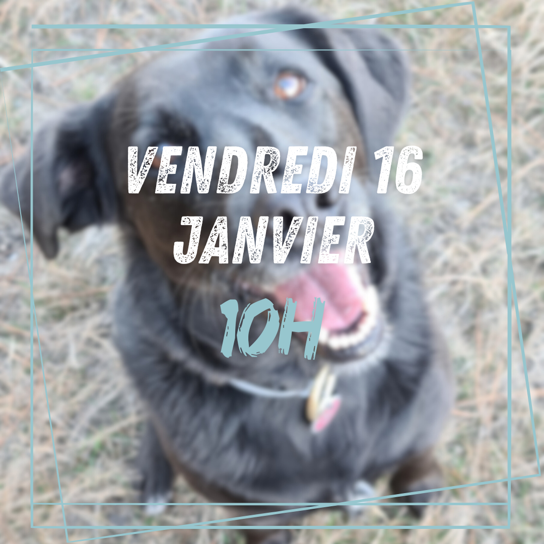 13~ Vendredi 16 Janvier 10h