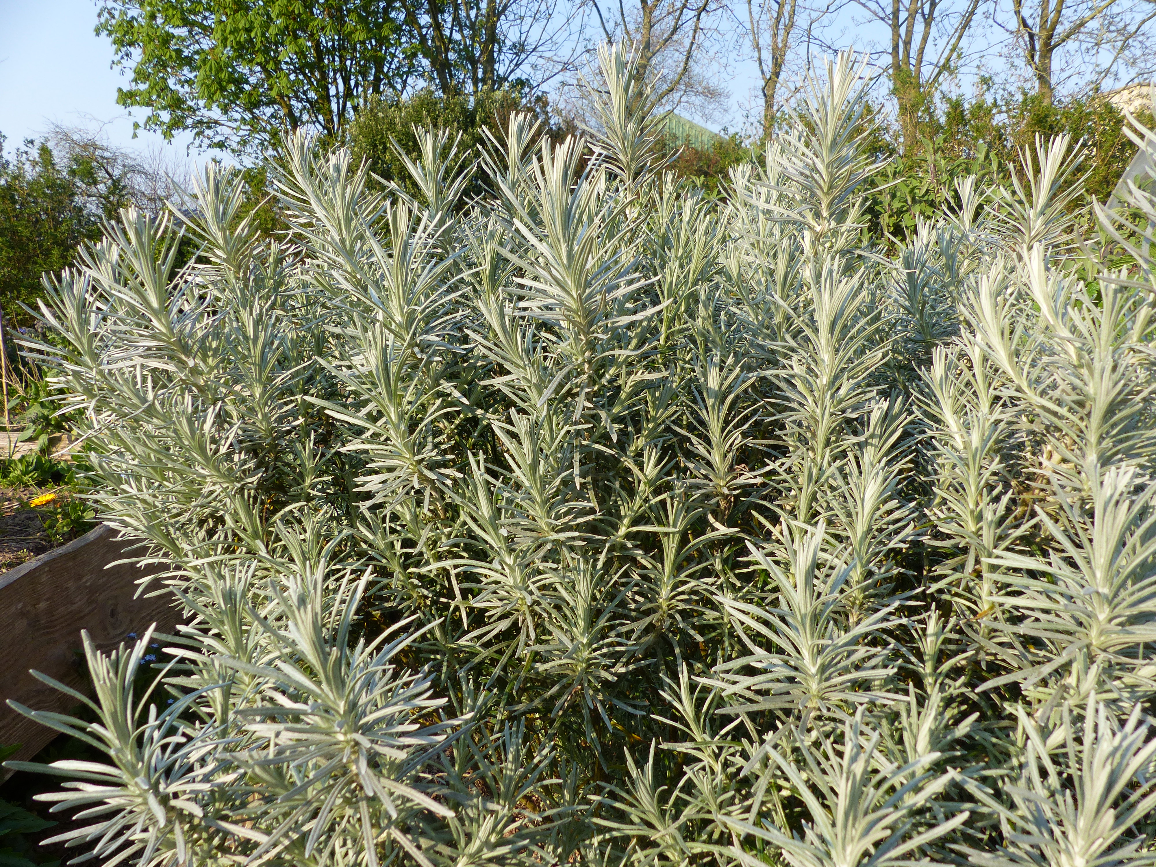 Hydrolat d'hélichryse - Helichrysum italicum 200 ml