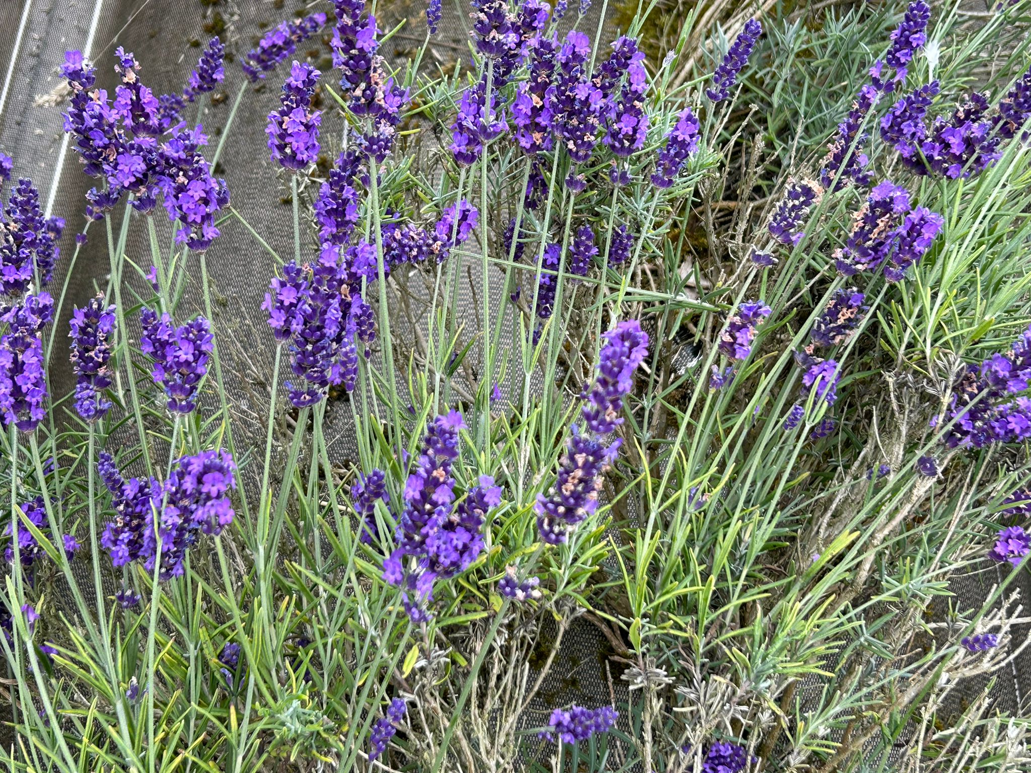 Hydrolat de lavandin - Lavandula x intermedia 200 ml