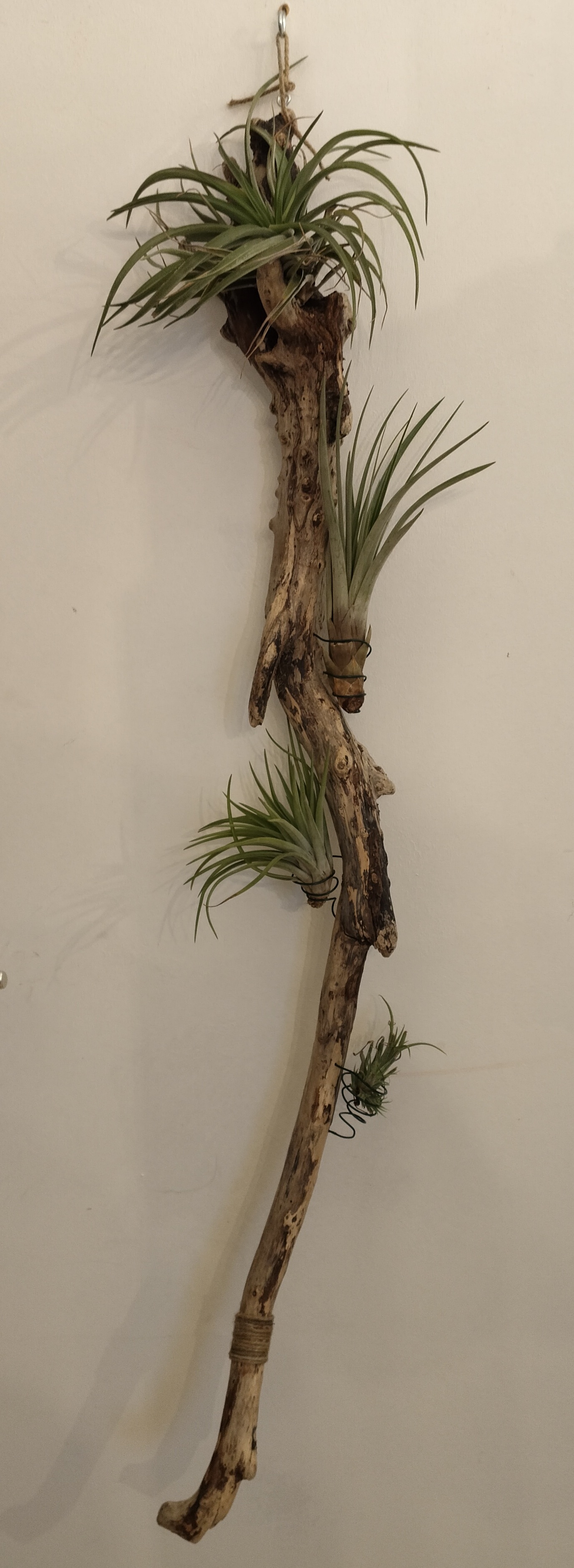 Bois flotté et 4 tillandsias