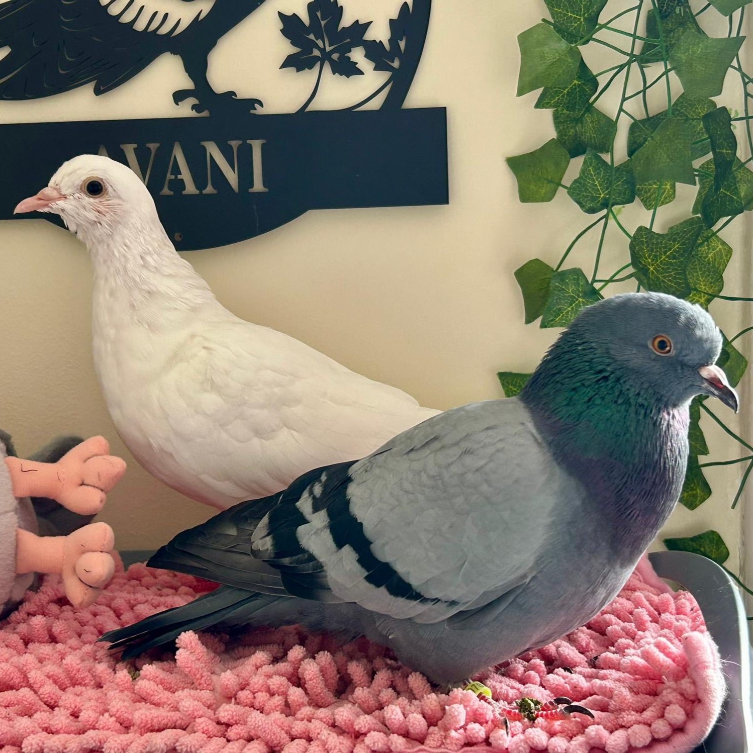 Avani & Avana · Mâles - 1 an 📍Romans-sur-Isère