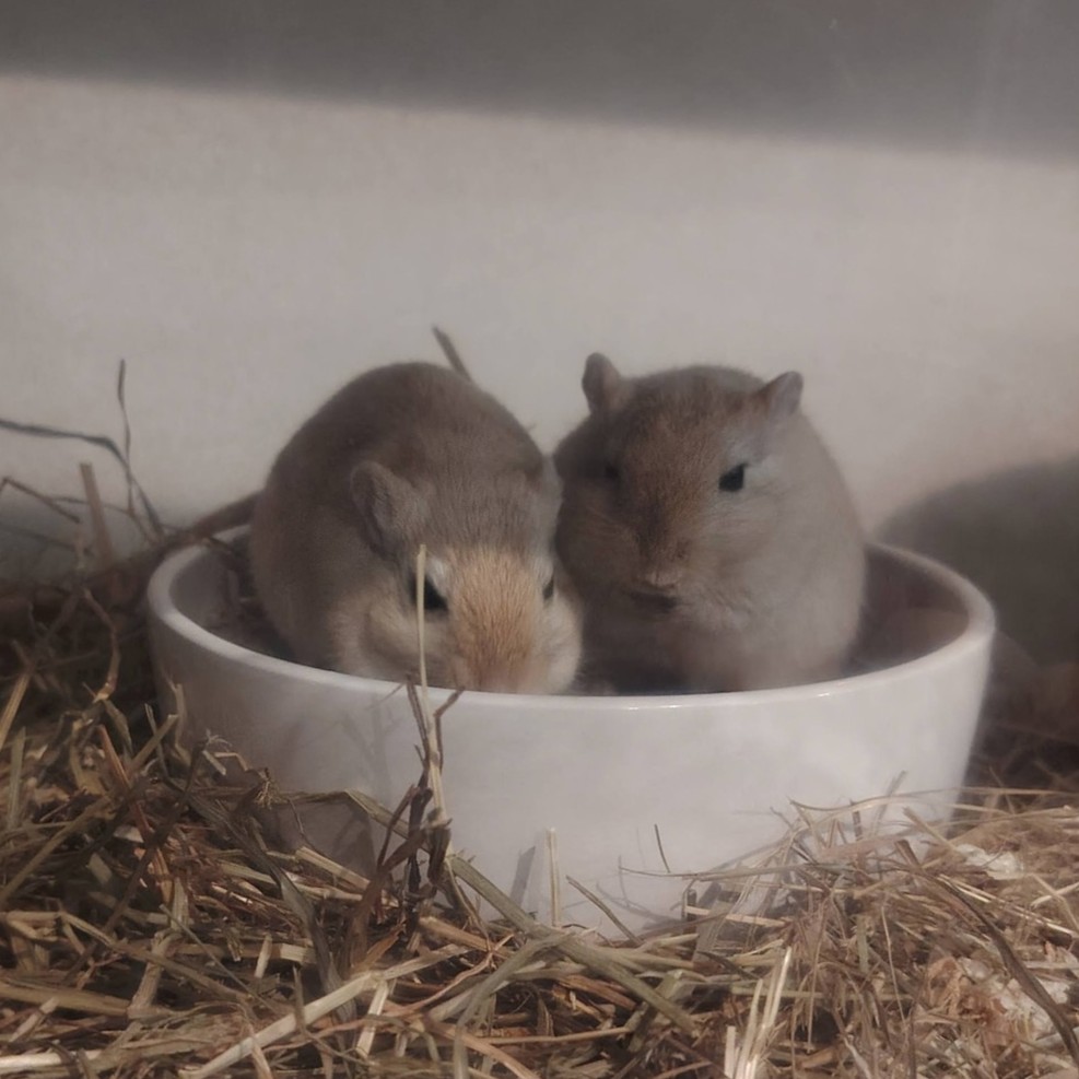 Ben & Nuts · gerbilles mâles - 2 ans 📍Montvendre