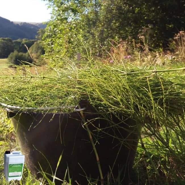 DÉCOCTION DE PRÊLE