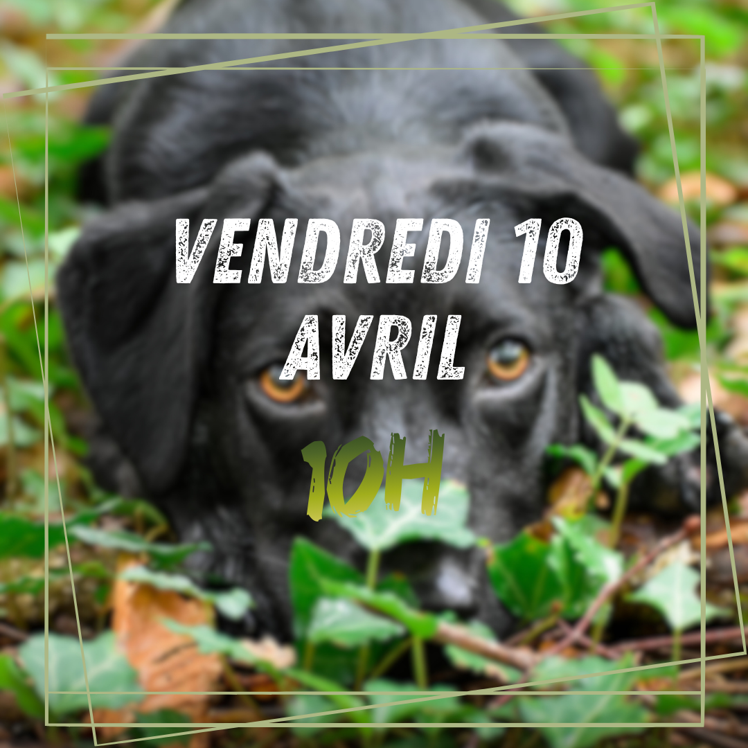 04~ Vendredi 10 Avril 10h