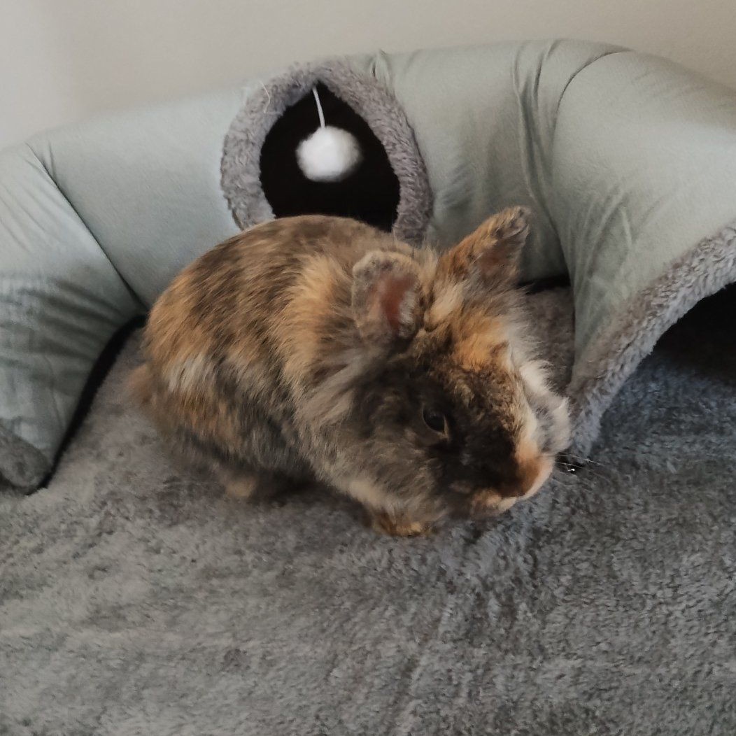 Suko · Lapin Mâle📍Saint-Etienne