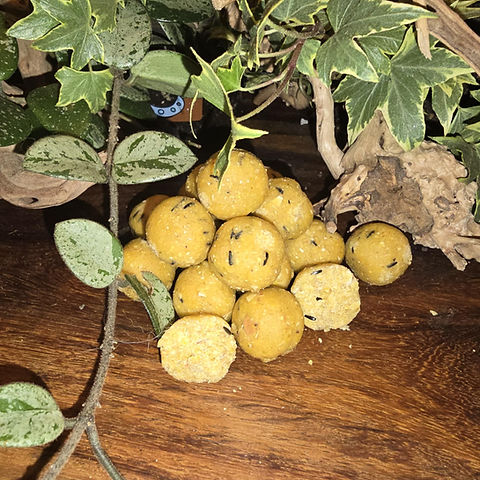 Lait-Fraise STANDARDS 5kg