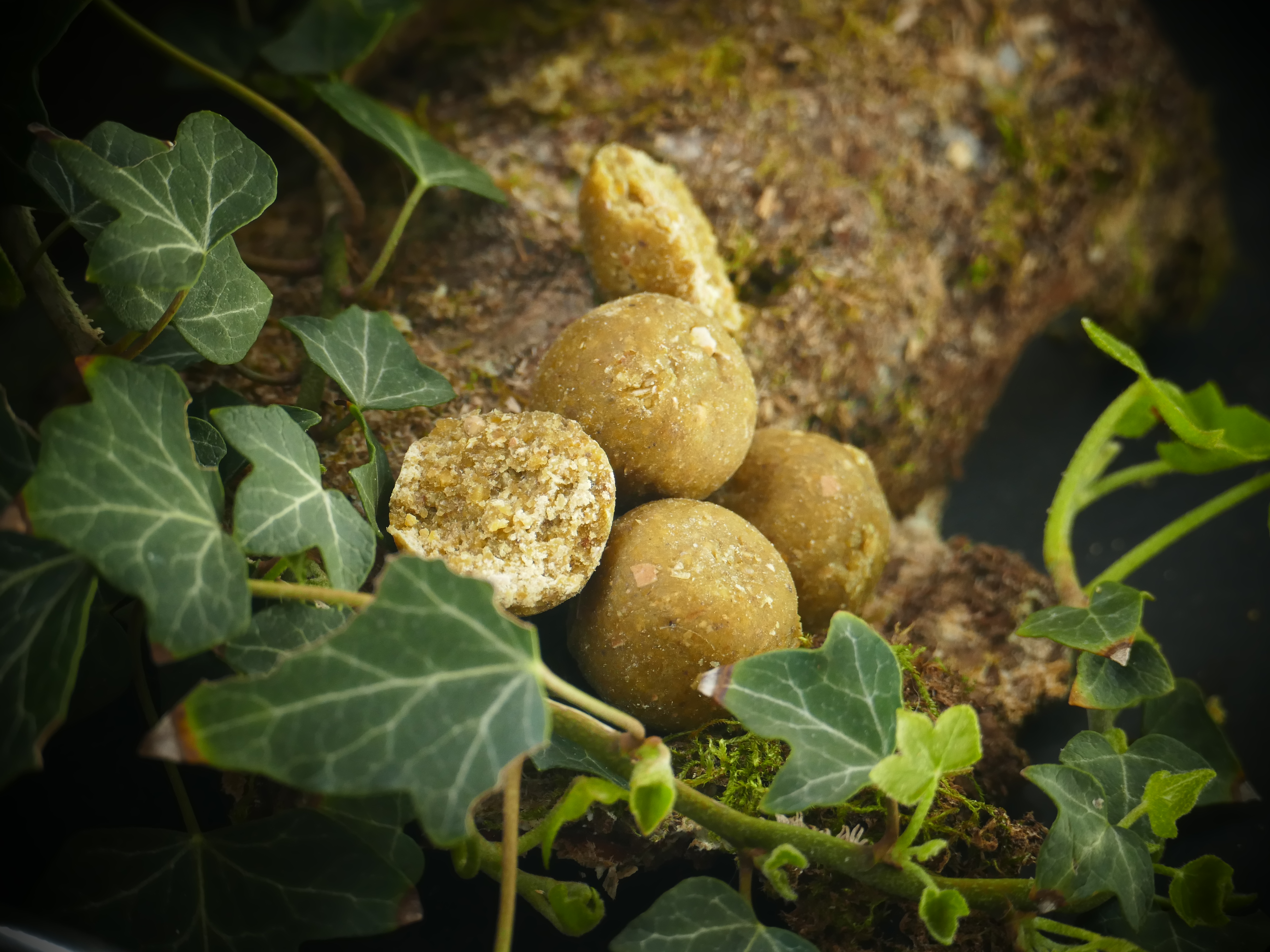 Green-Squid STANDARDS 5kg