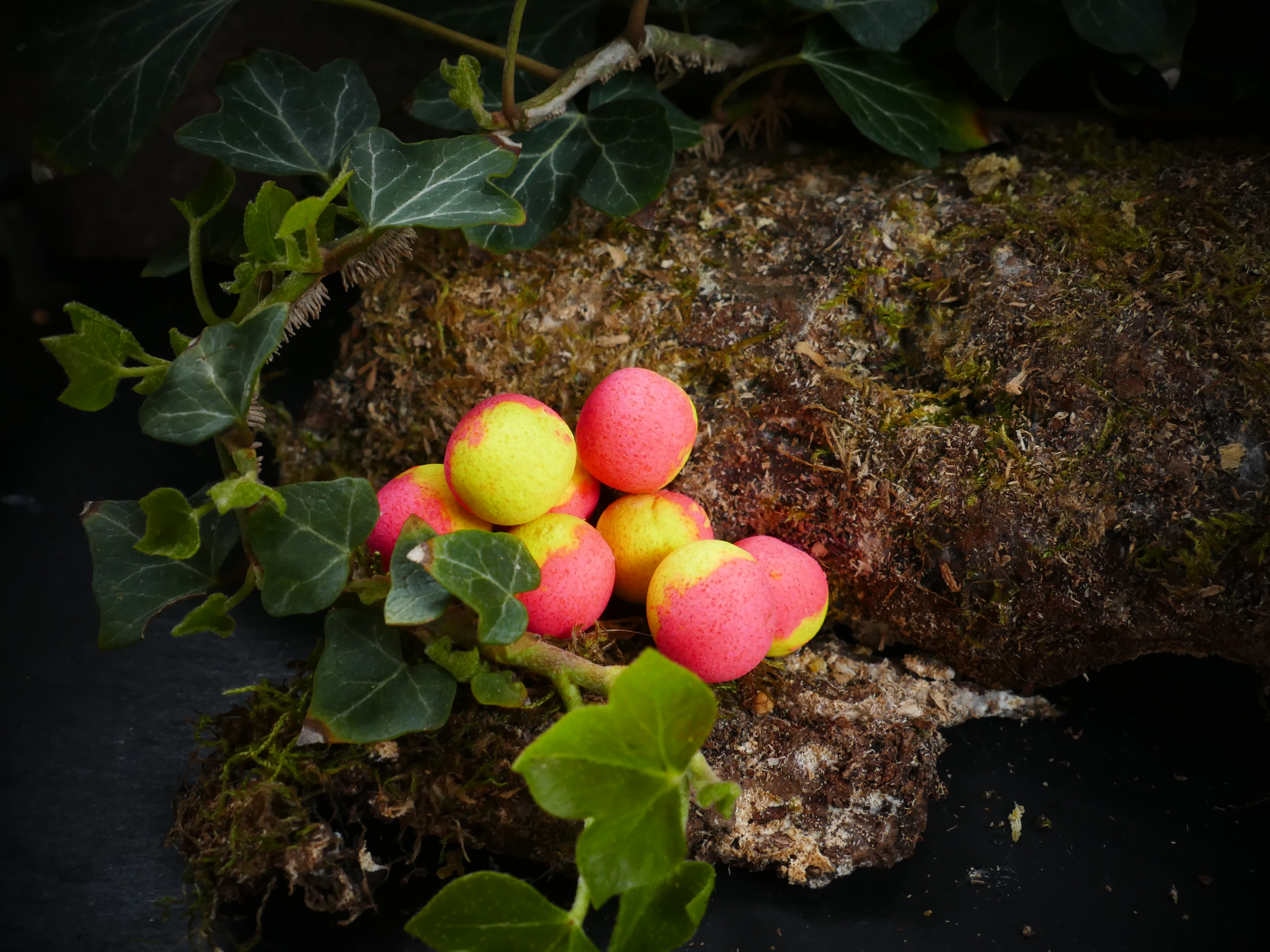 Pop-Up Banana-Scop bicolore