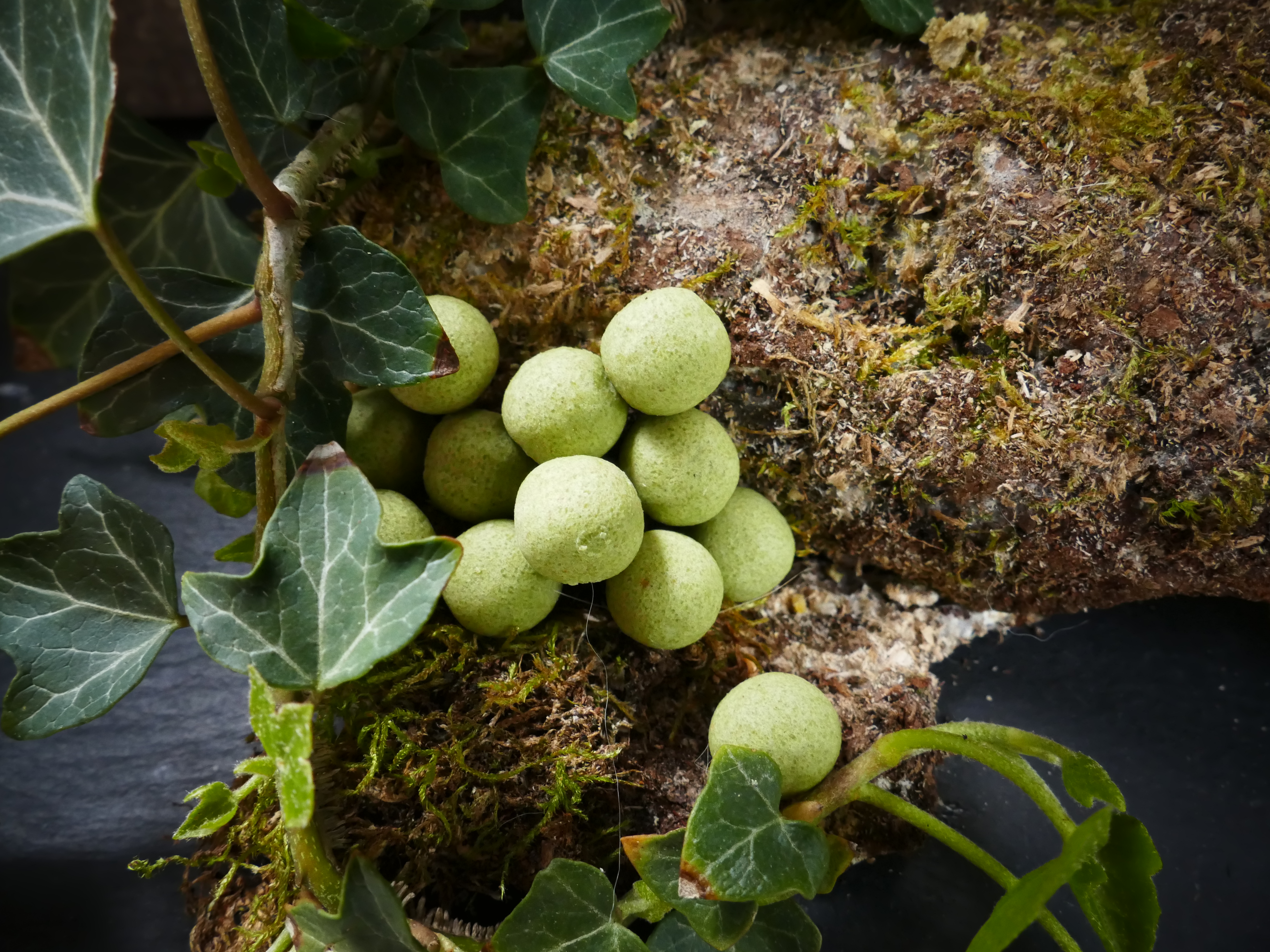 Pop-Up Green-Squid enrichis au GLM