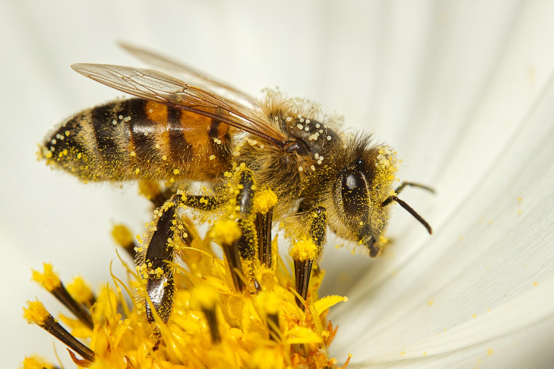 Parrainage 1000 abeilles
