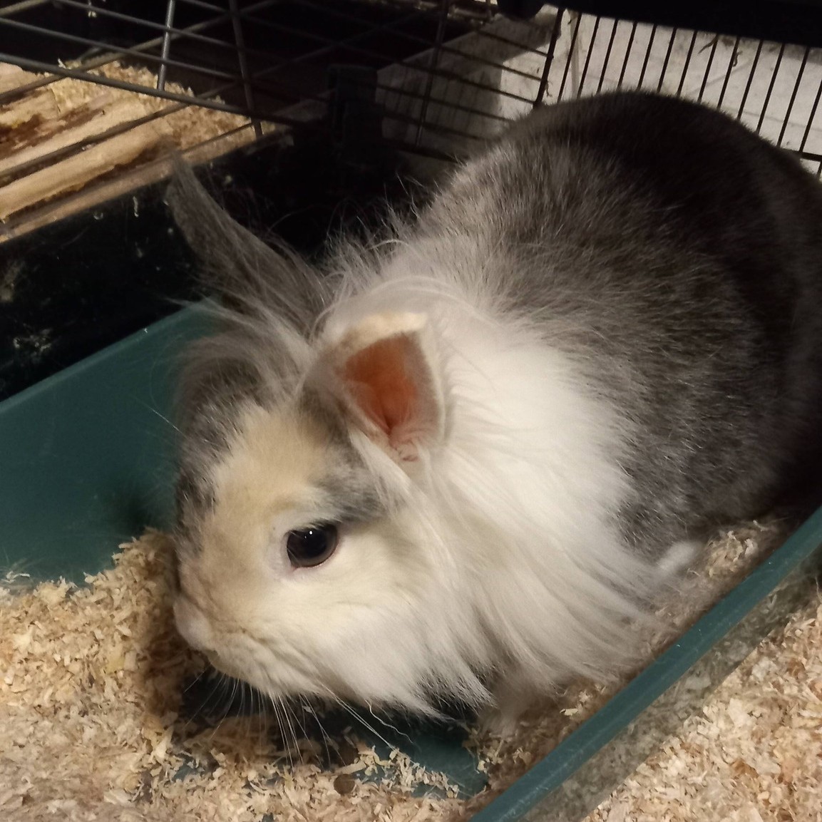 Praline · Lapin femelle📍Romans ou Beaumont Lès Valence (copie)