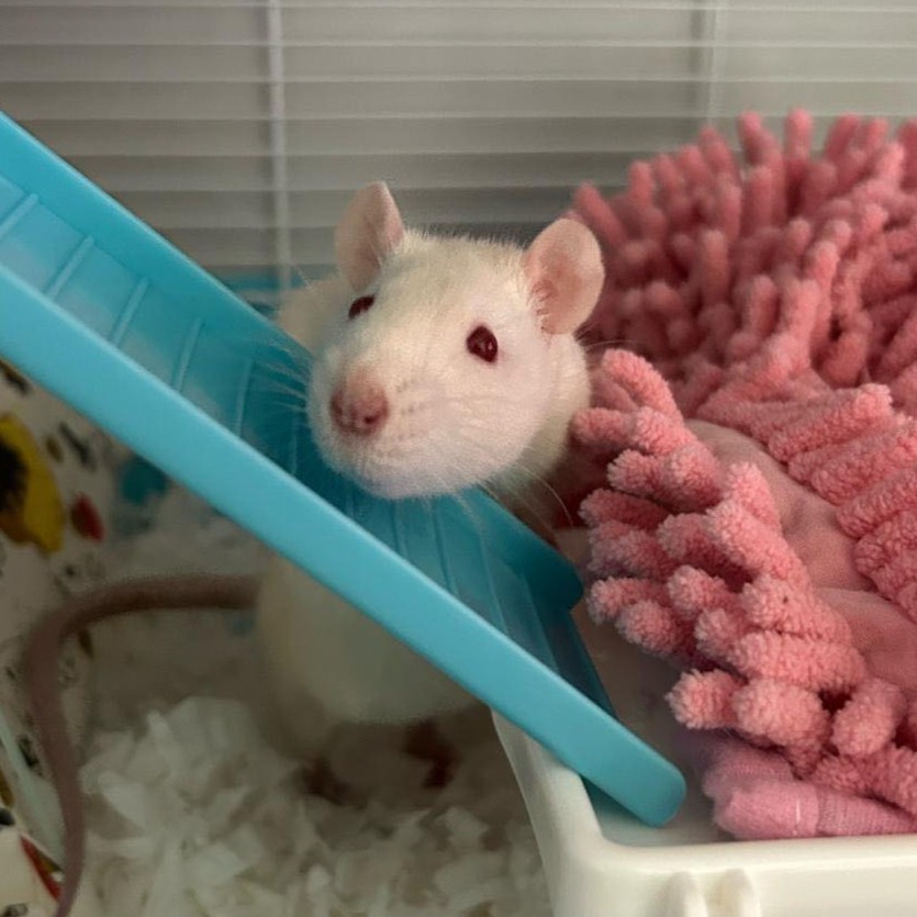 Ice · Ratte femelle · Romans-sur-Isère