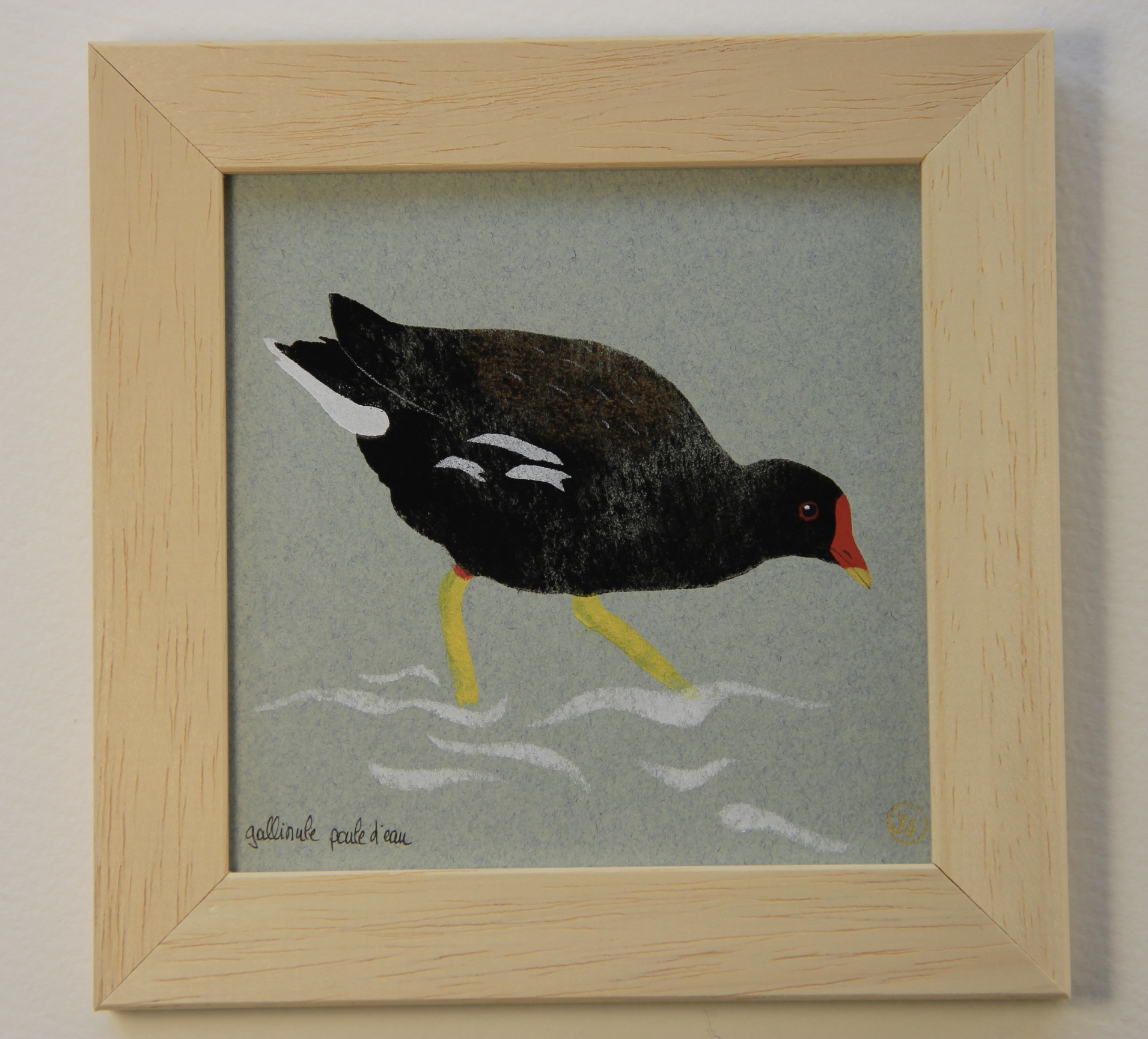 Gallinule poule d'eau