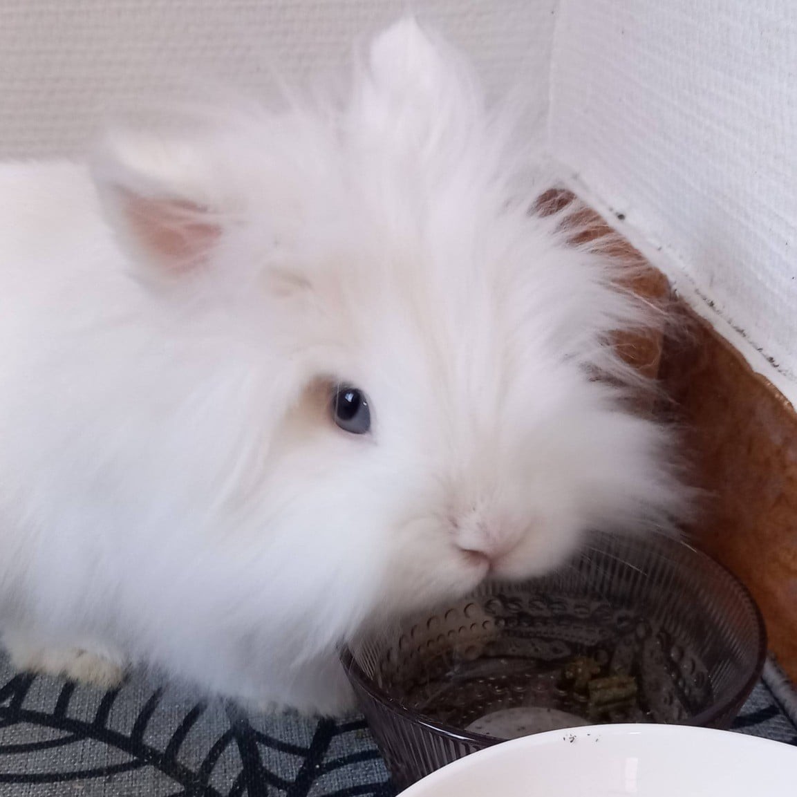 Youki · Mâle  · 📍Saint-Péray