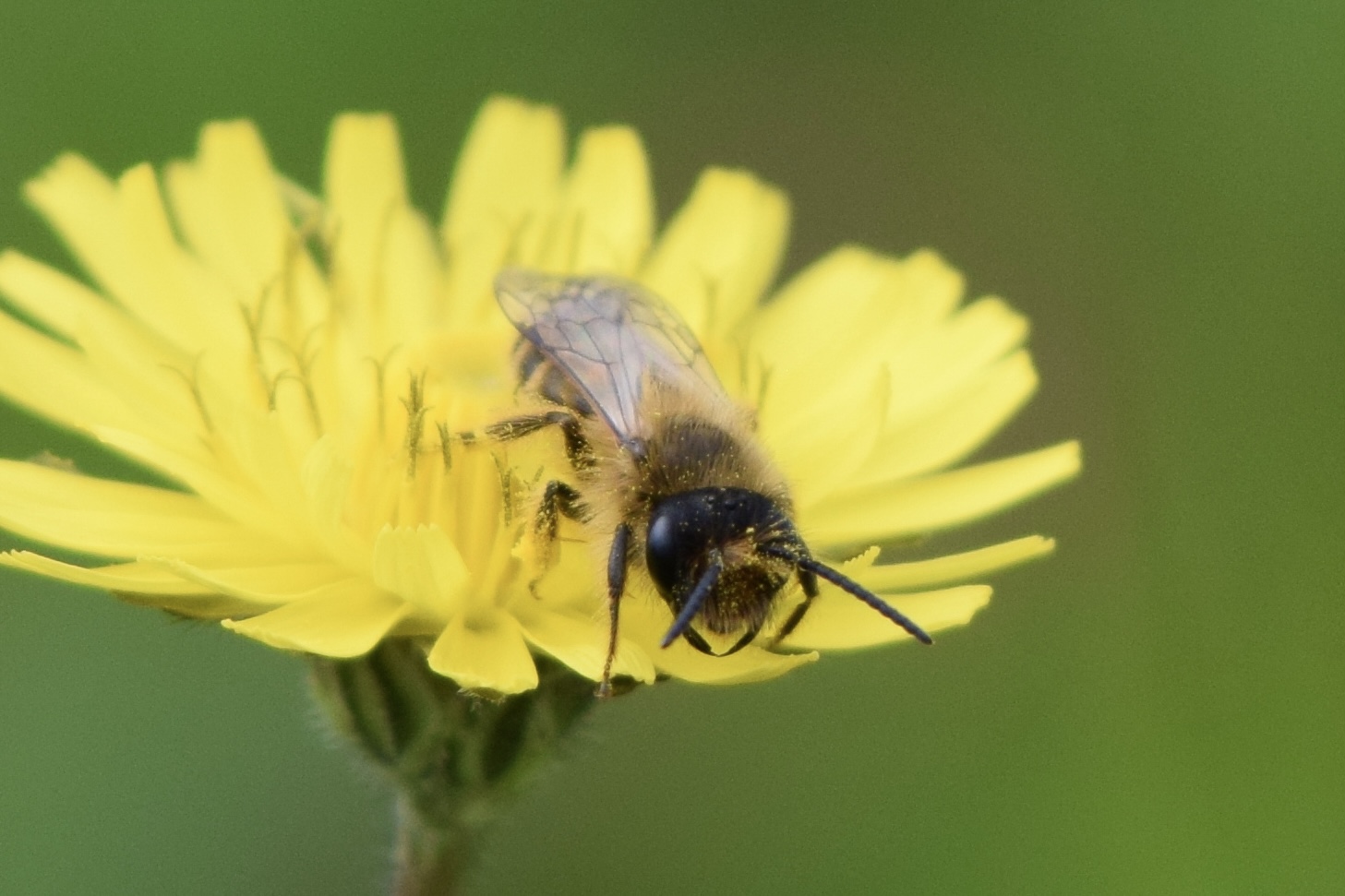 L'abeille