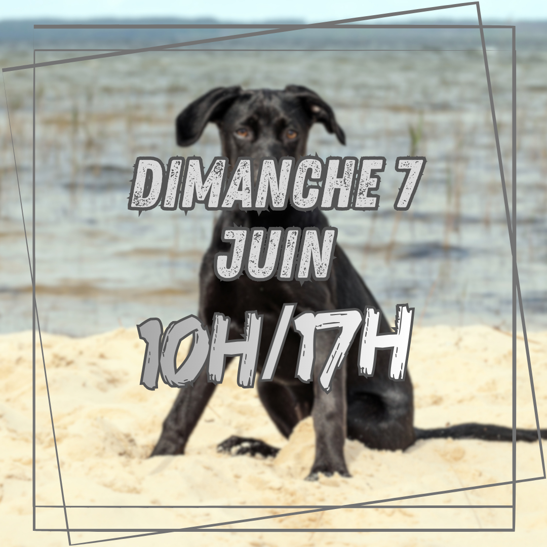06~ Dimanche 7 Juin 10h/17h 