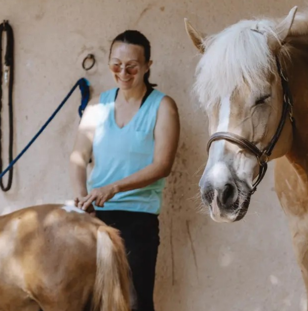 Shiatsu Equin (chevaux et poneys)