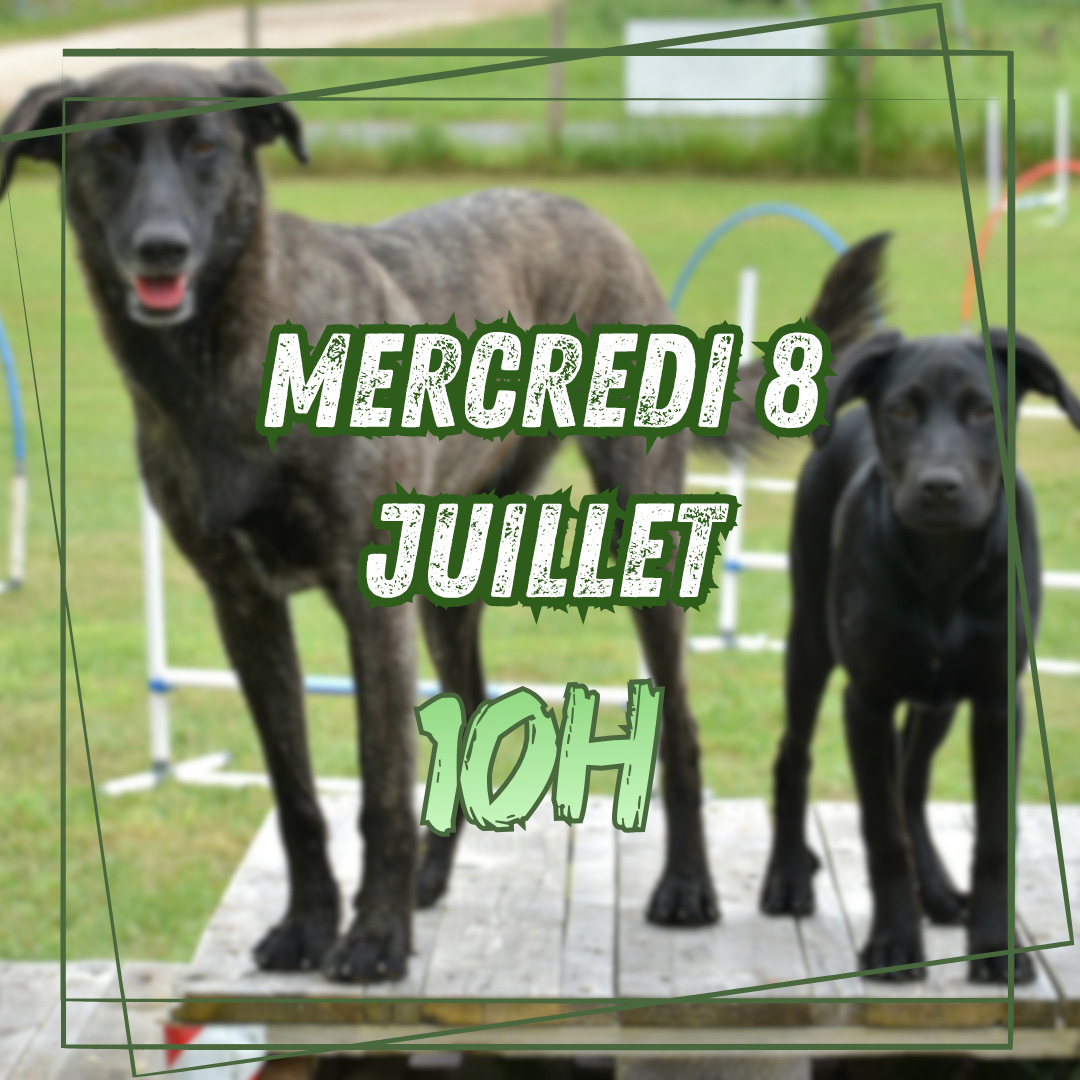 07~ Mercredi 8 Juillet 10h