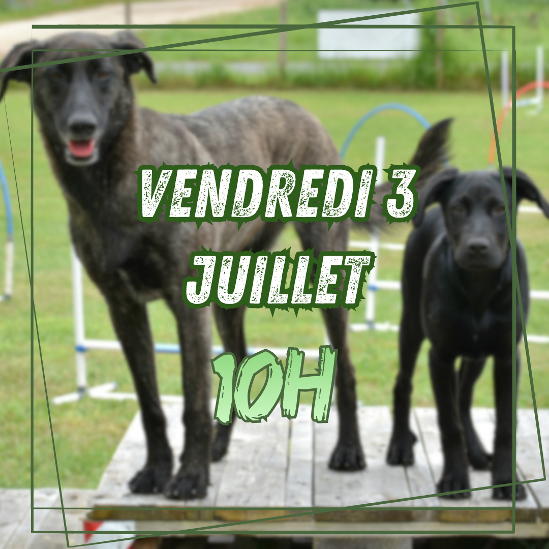 07~ Vendredi 3 Juillet 10h