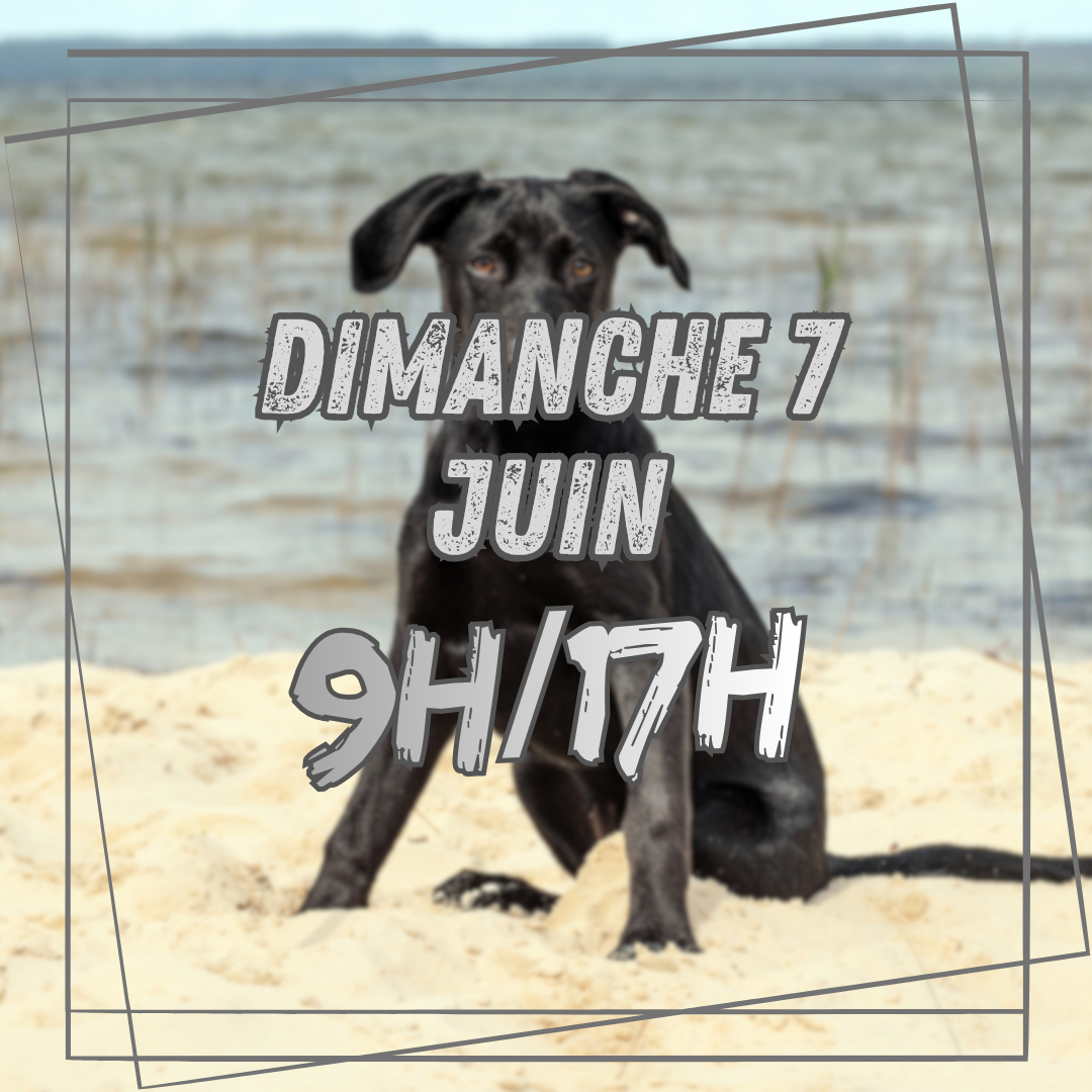 06~ Dimanche 7 Juin 10h/17h 