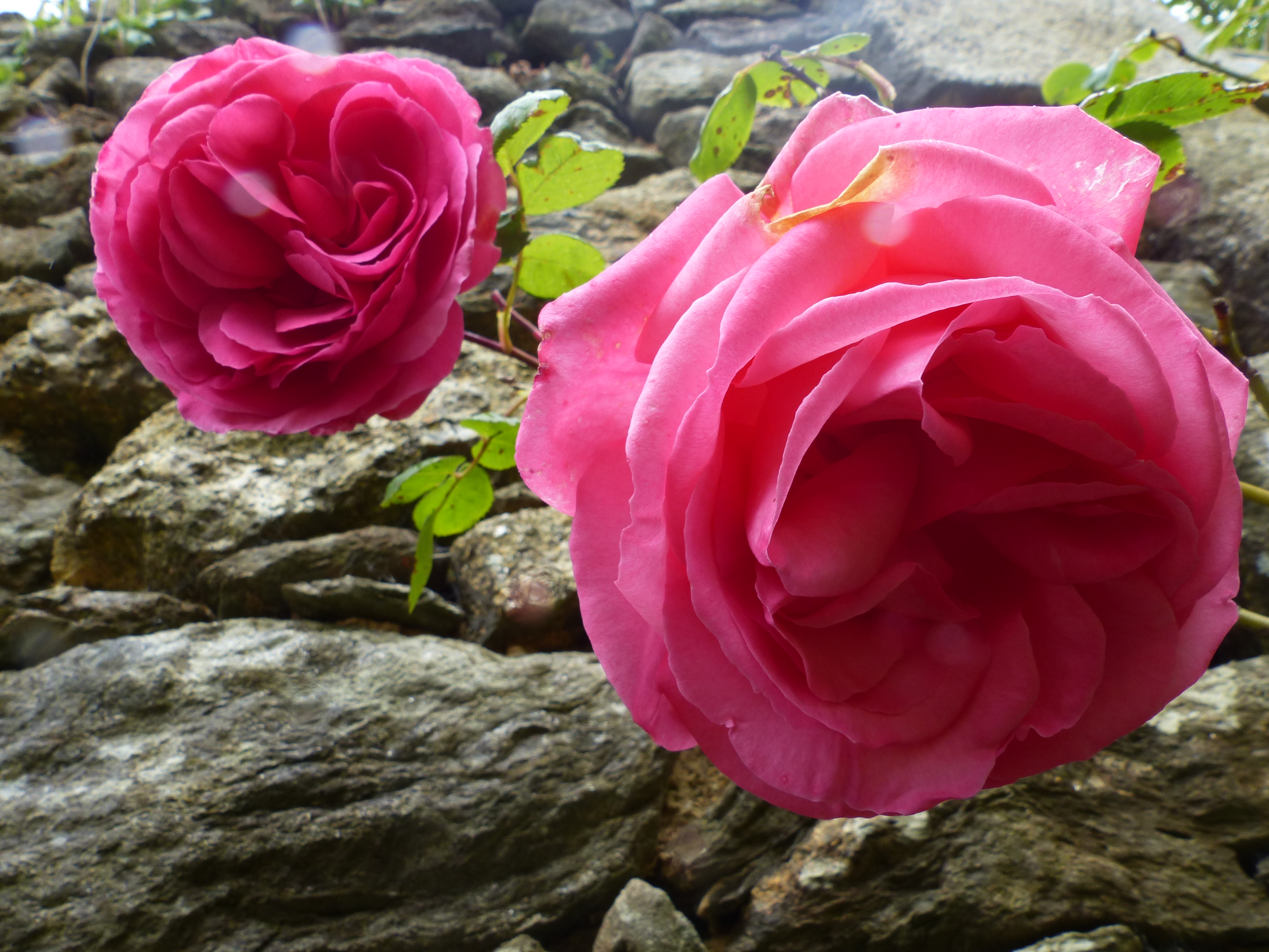 Eau florale de roses anciennes - Rosa spp. 200ml