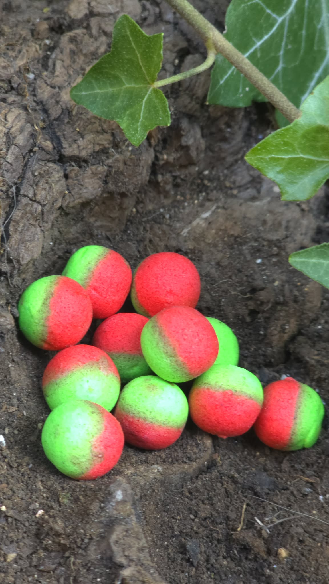 Pop-up Pom'Cherry Pepper bicolore VERT/ROUGE