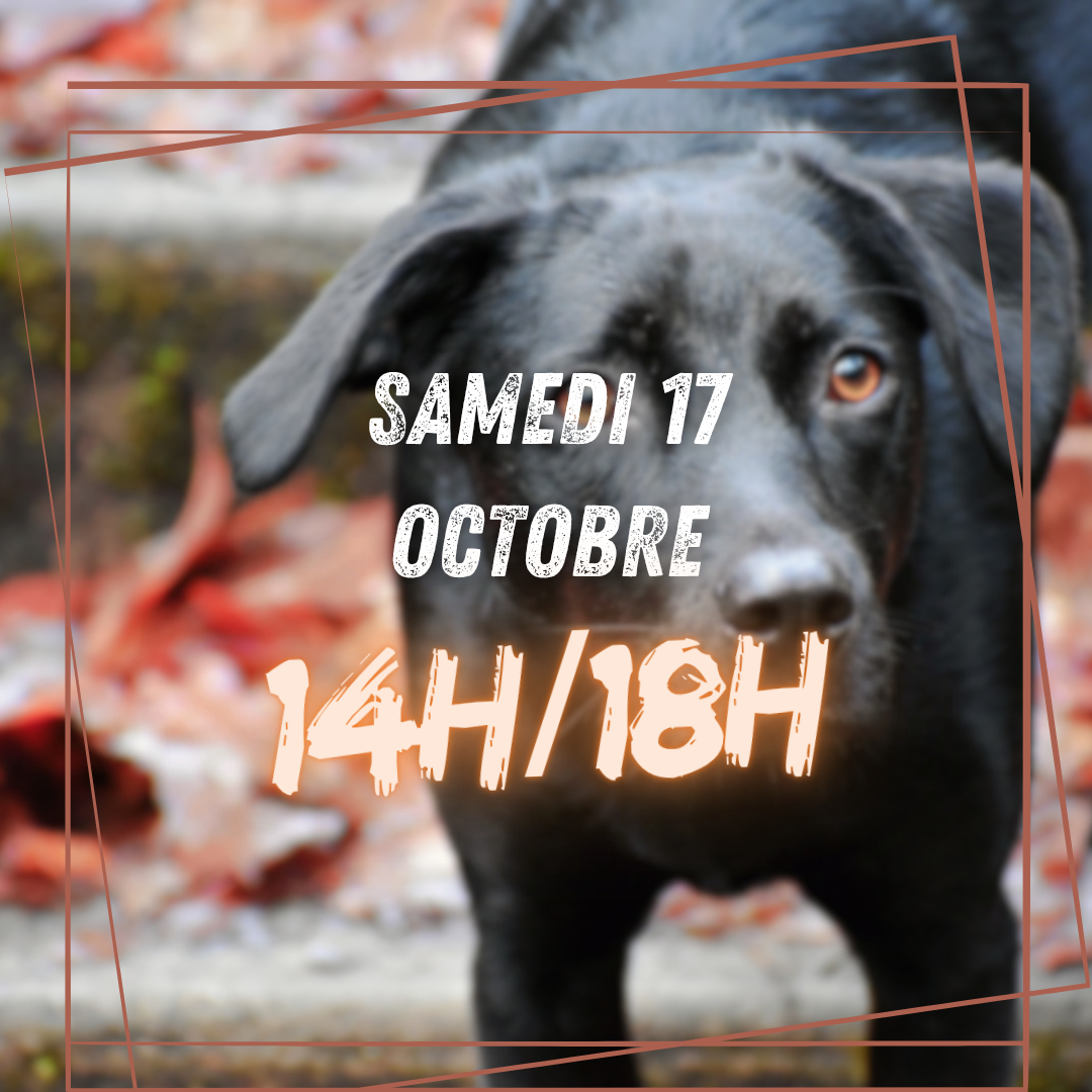 10~ Samedi 17 Octobre 14h/18h