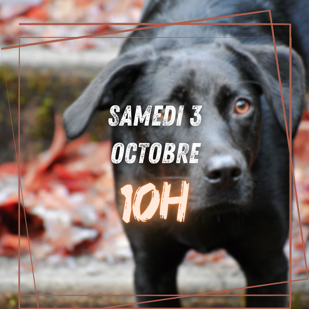 10~ Samedi 3 Octobre 10h