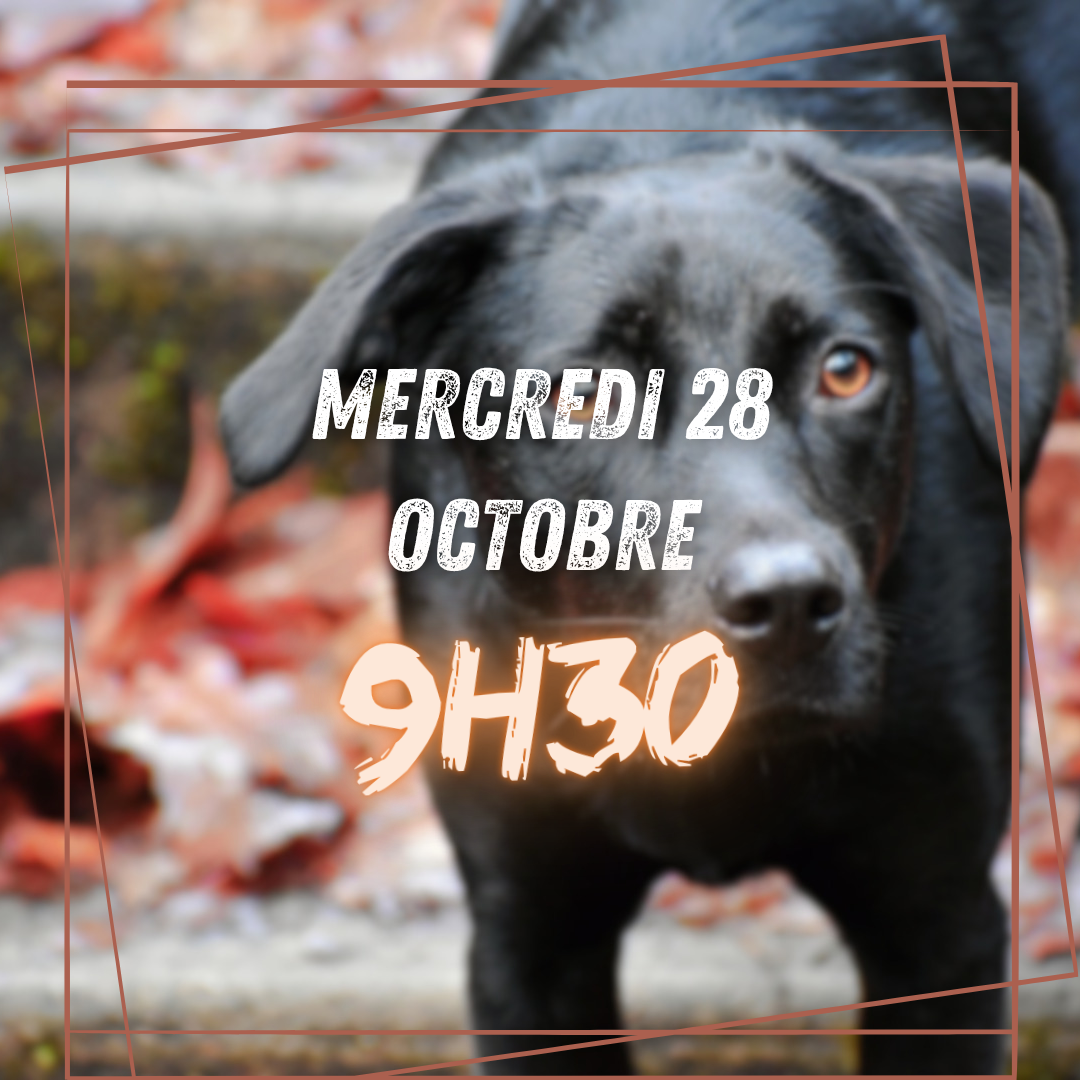 10~ Mercredi 28 Octobre 9h30