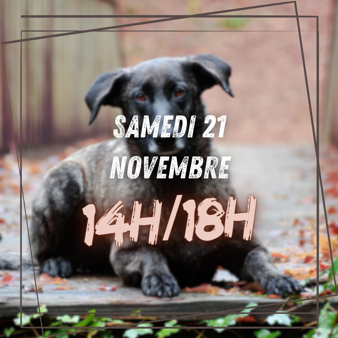 11~ Samedi 21 Novembre 14h/18h