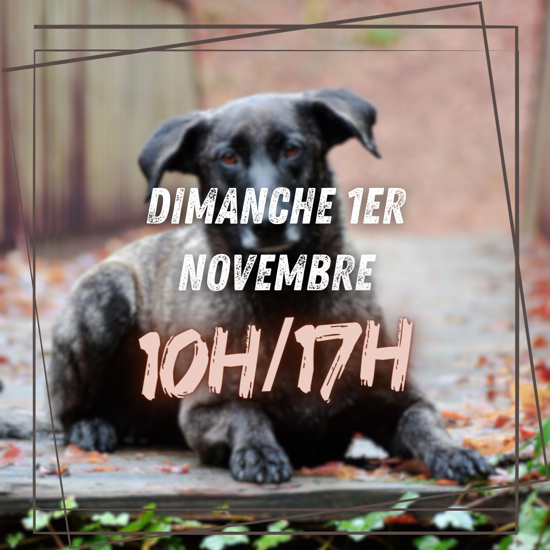 11~ Dimanche 1er Novembre 10h/17h
