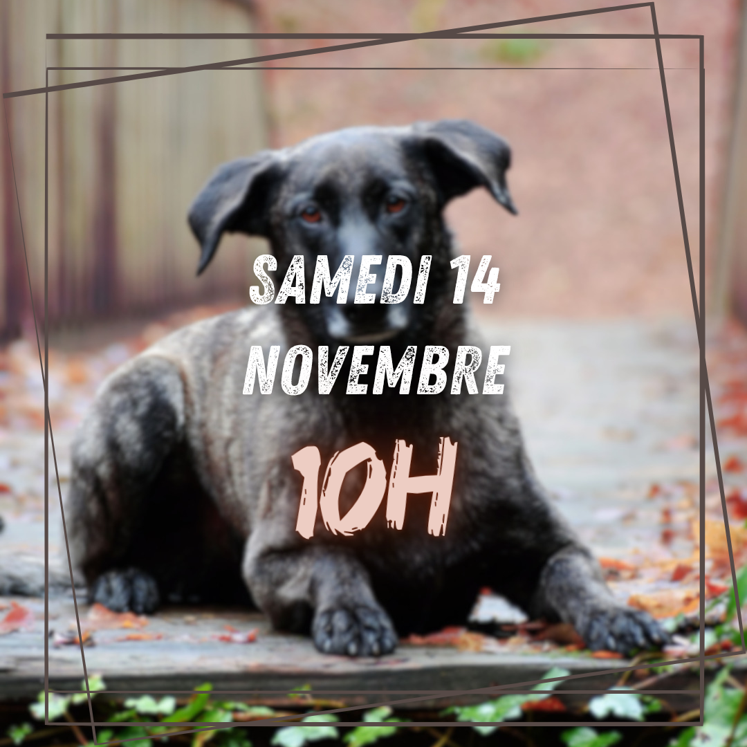 11~ Samedi 14 Novembre 10h