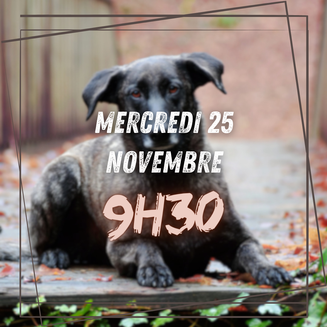 11~ Mercredi 25 Novembre 9h30
