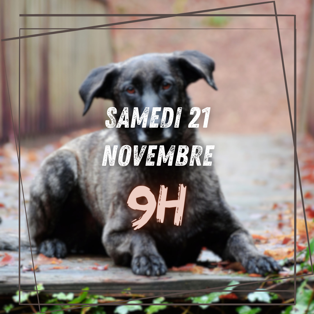 11~Samedi 21 Novembre 9h