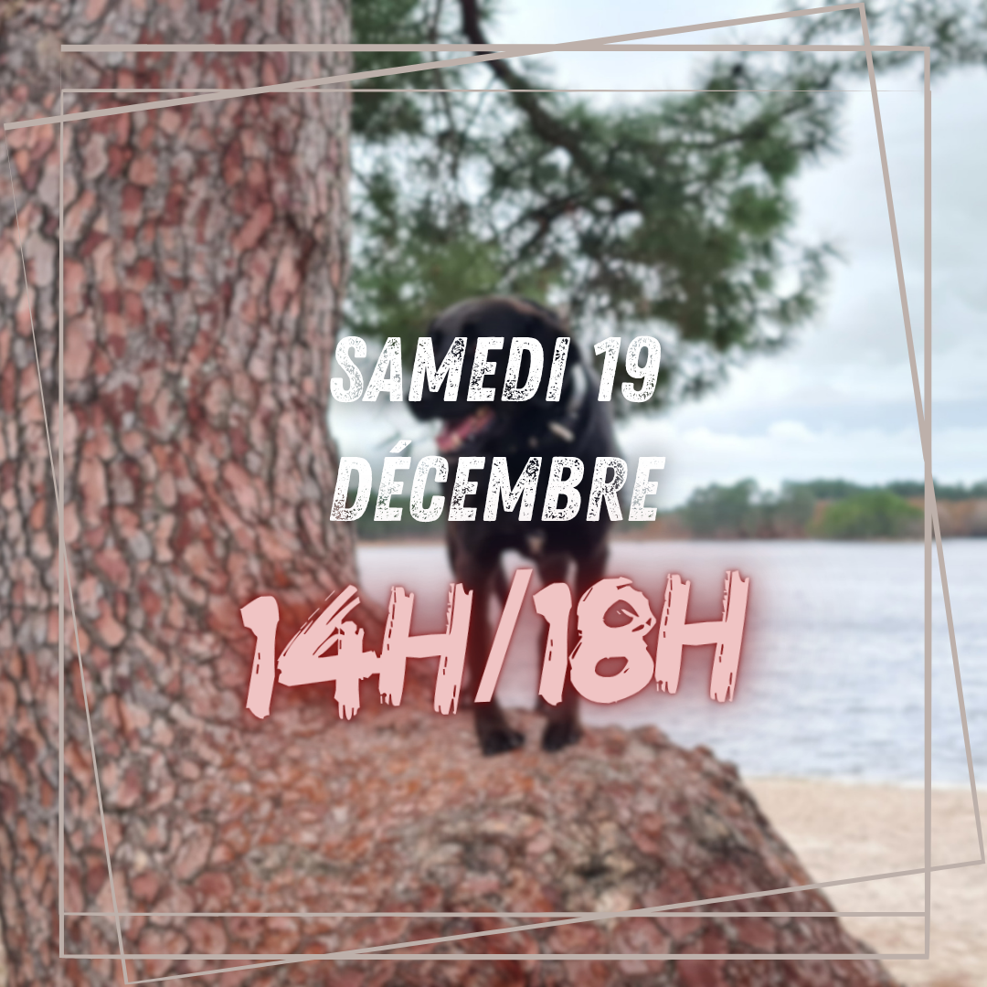 12~ Samedi 19 Décembre 14h/18h
