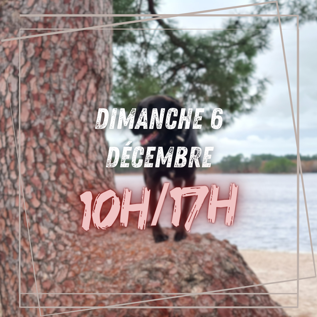 12~ Dimanche 6 Décembre 10h/17h
