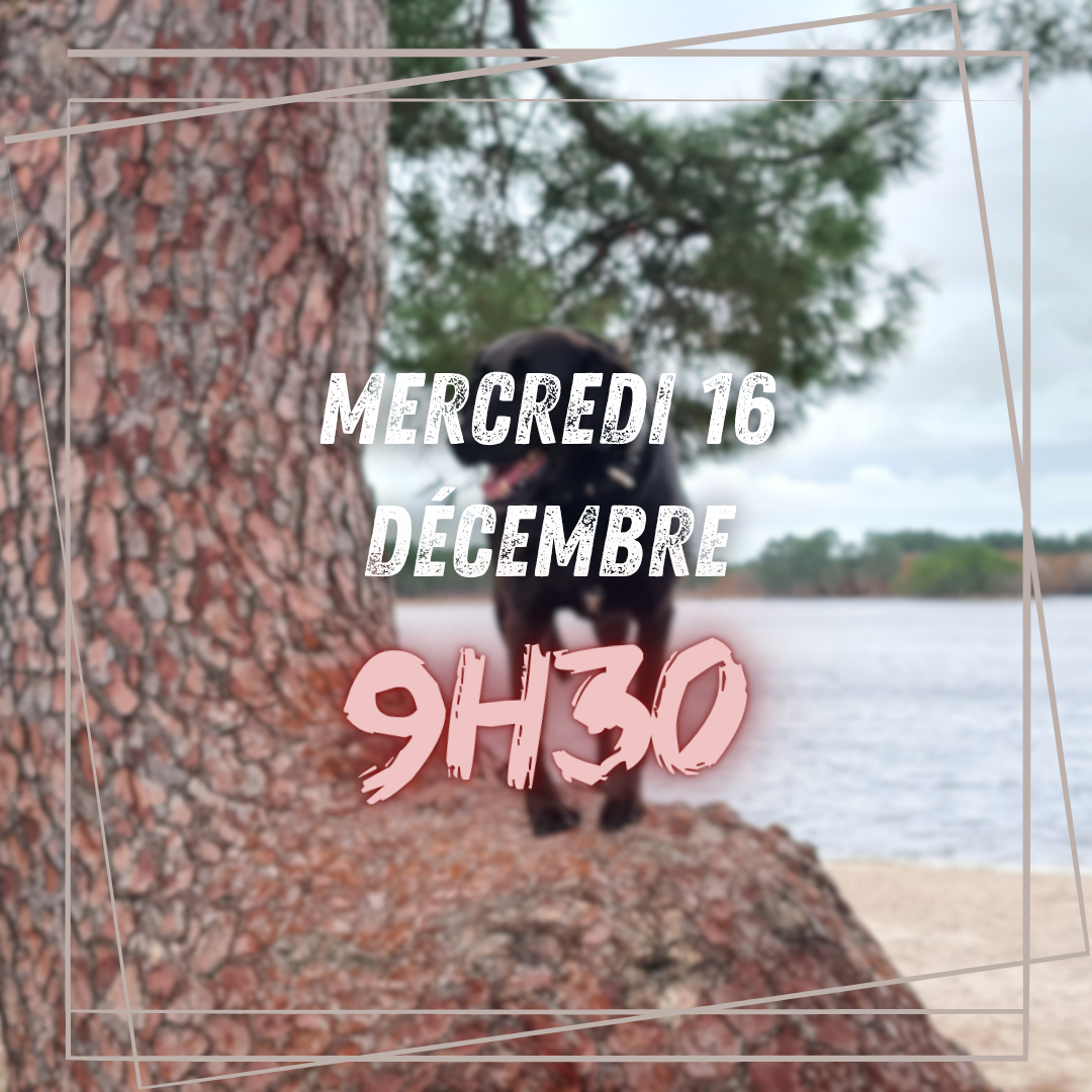 12~ Mercredi 16 Décembre 9h30 
