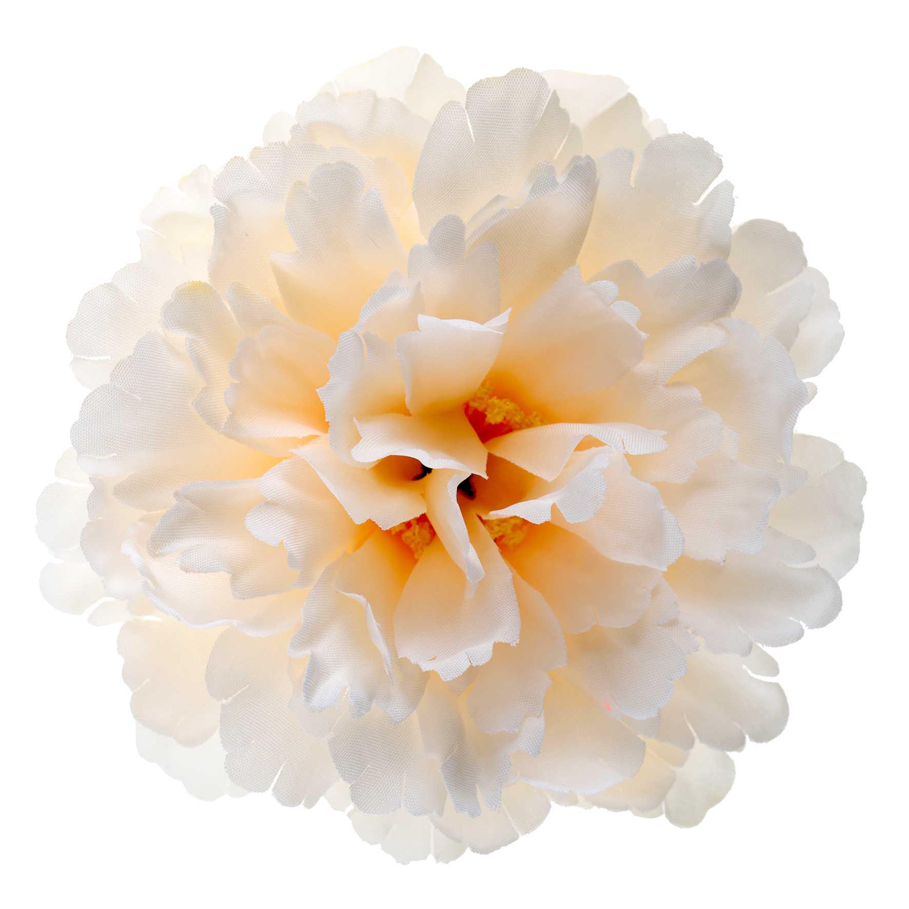 Sachet de 4 pivoine ivoire