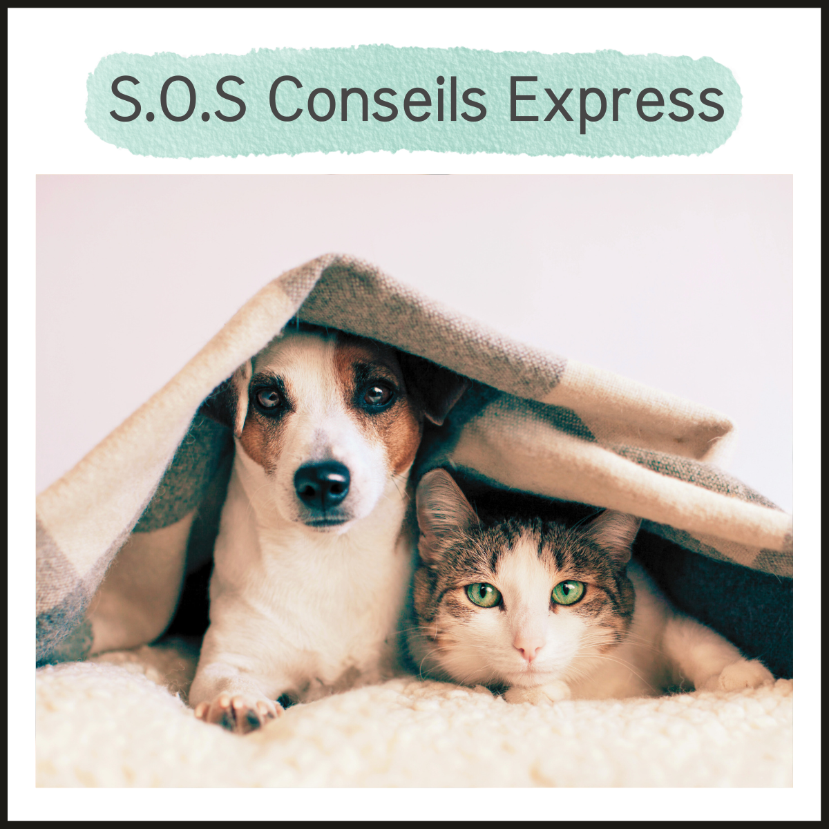 Consultation visio - SOS conseils chien & chat