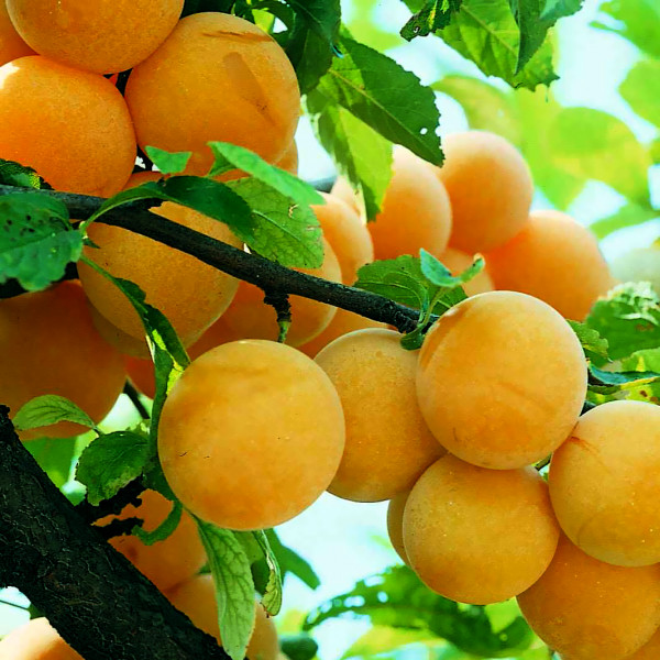 prune jaune 