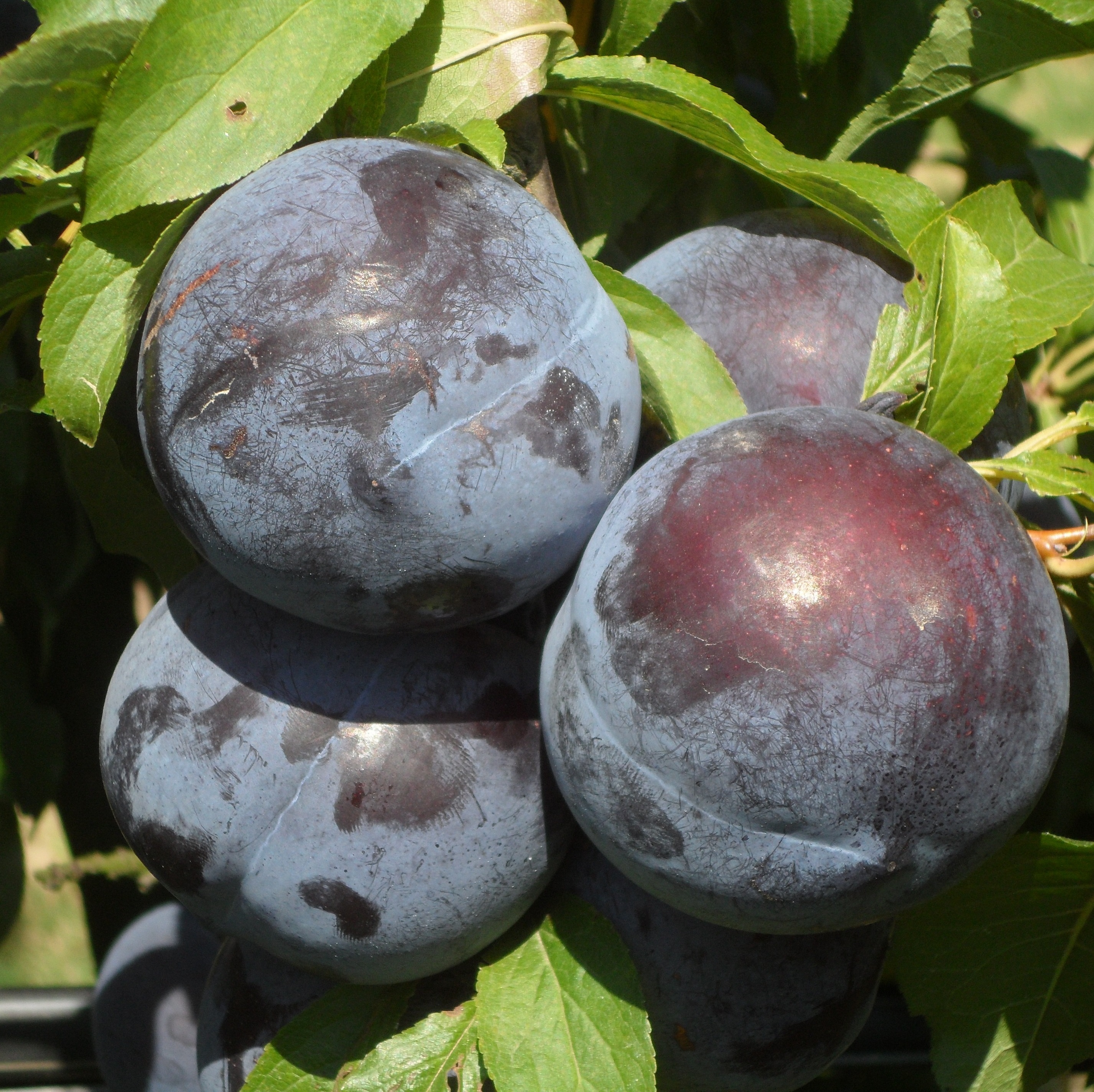 PRUNE ANGELENO 