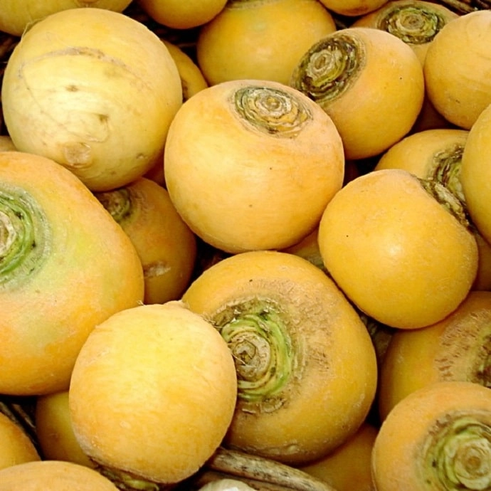 NAVET BOULE D'OR 100g