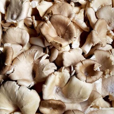 CHAMPIGNON PLEUROTE