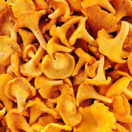 CHAMPIGNON GIROLLE