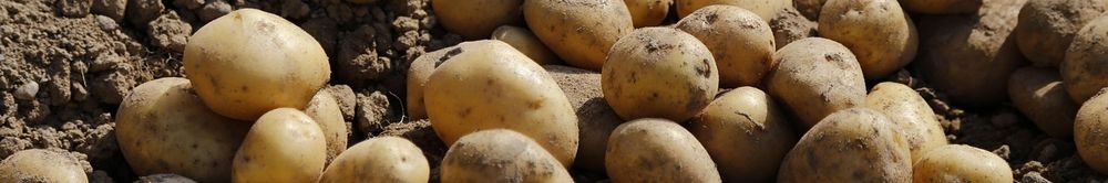 Pomme de terre