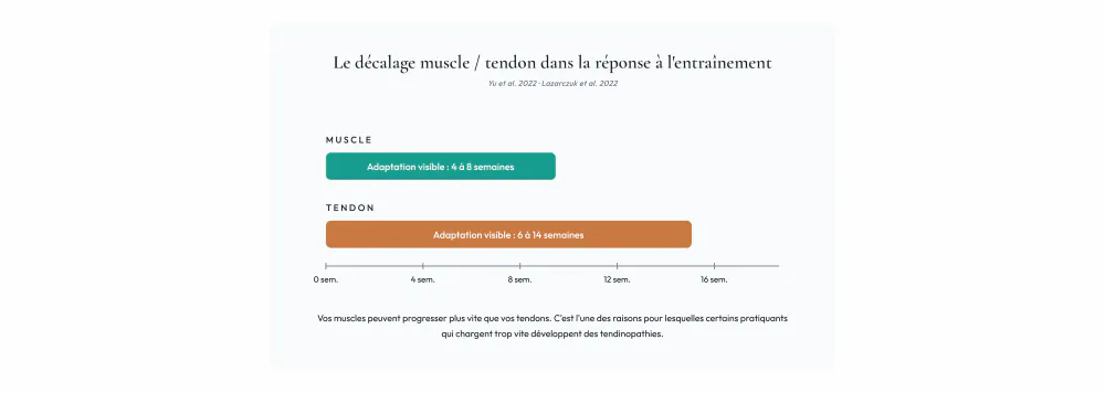 Sch&eacute;ma du d&eacute;calage temporel entre adaptation musculaire 4 &agrave; 8 semaines et adaptation tendineuse 6 &agrave; 14 semaines en musculation