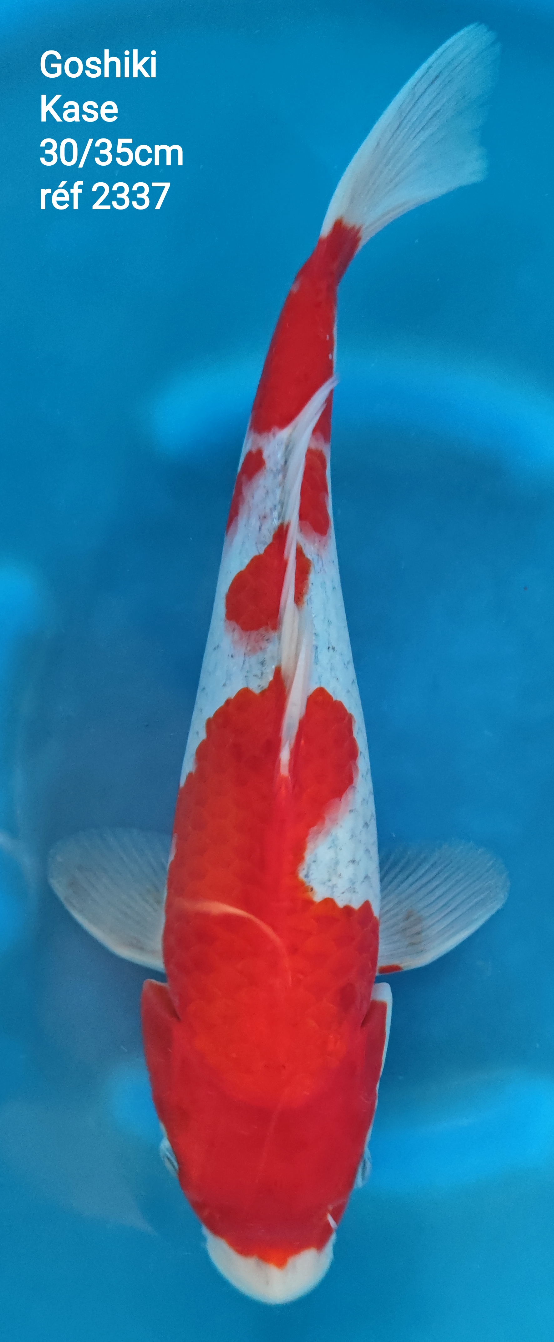 GOSHIKI 30/35cm REF2337